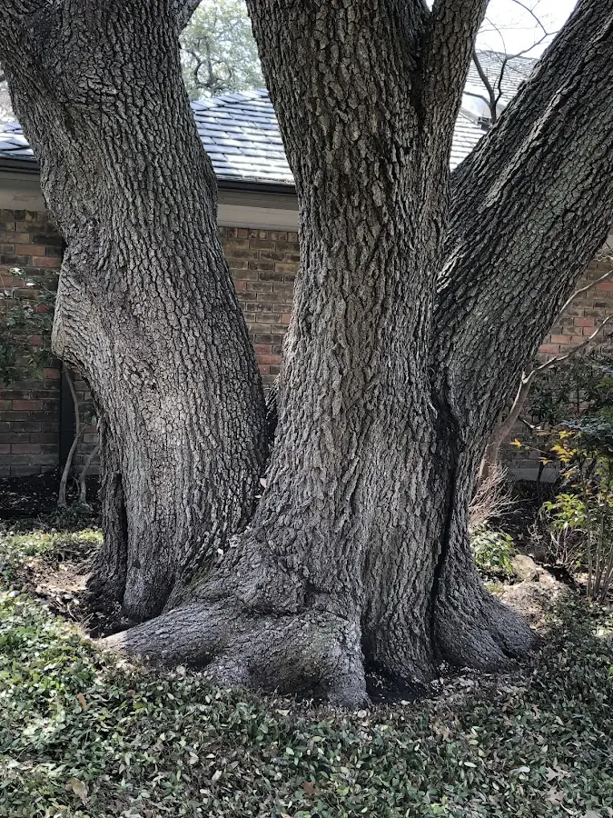 Mature heritage tree close to a Taunton property cared for by certified arborists